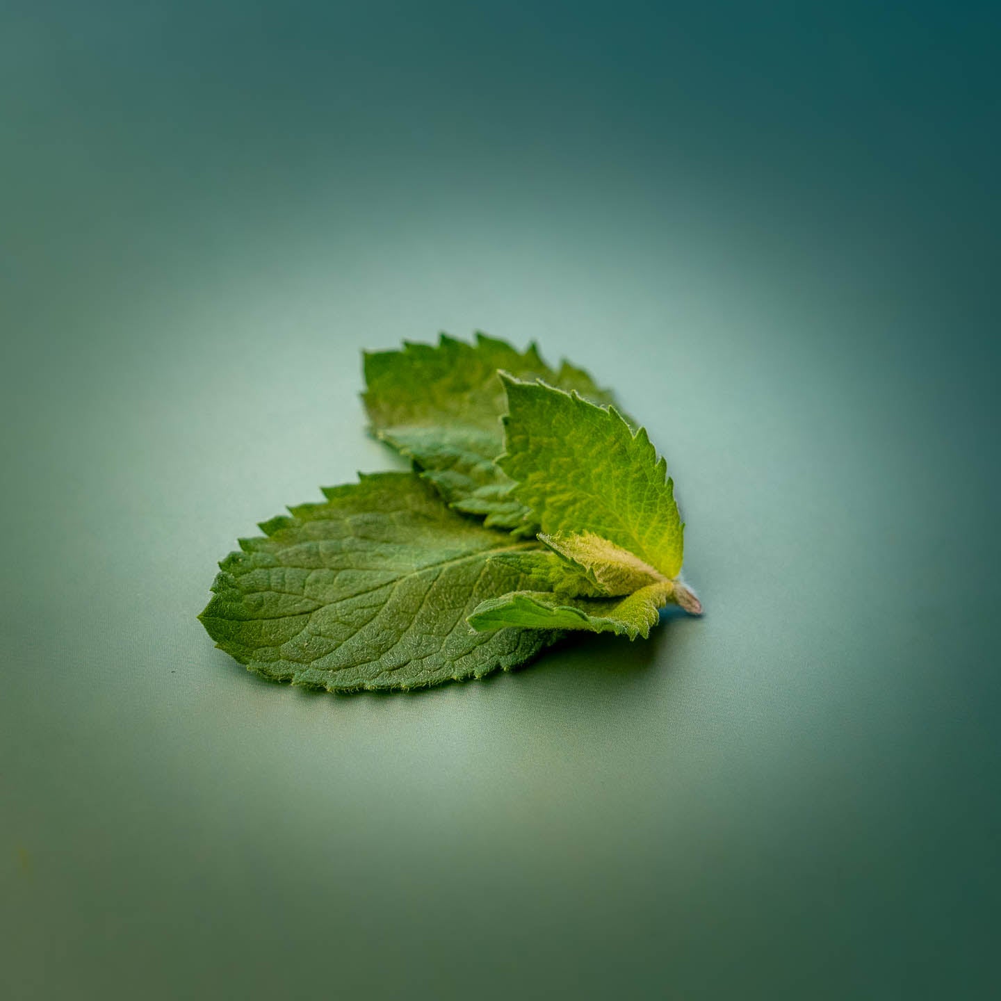 Mint